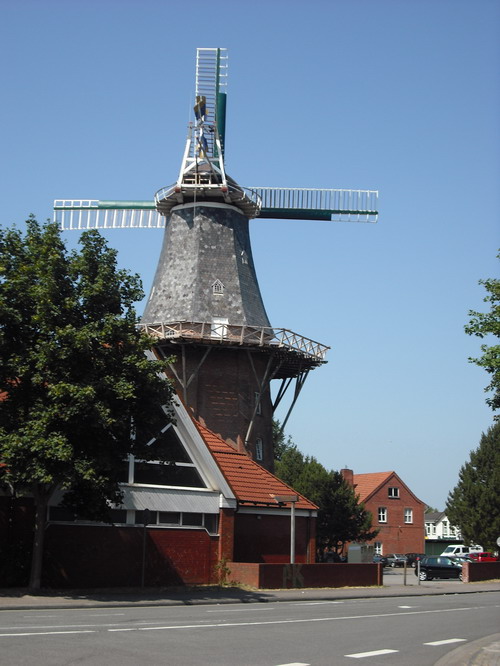 Gnurre Galerieholl�nder in Norden