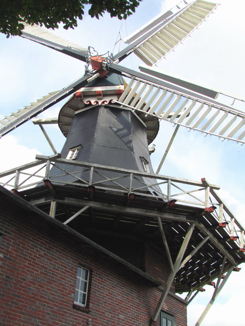 Galerieholl�nder S�dgeorgsfehn