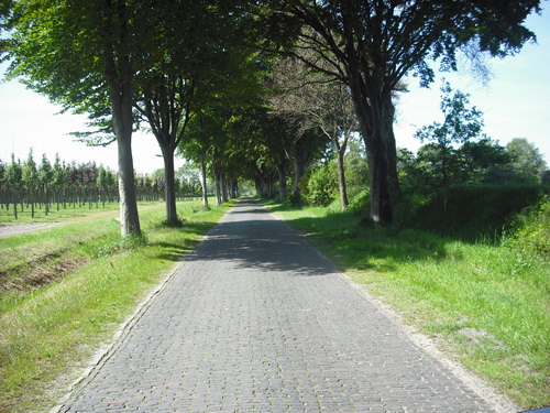Allee in der Parklandschaft Ammerland