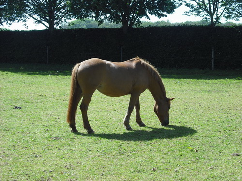 M�hlenhof bei Lindern. Ponyreiten.