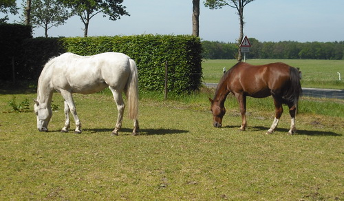 Ponyreitferien auf dem M�hlenhof